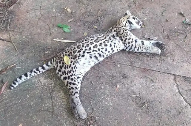 Jaguatirica atropelada é recolhida em bairro de Campo Grande