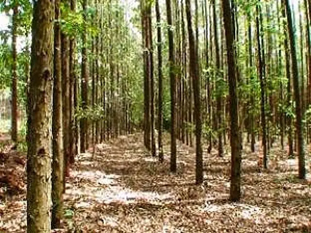 Semac publica resolução que estabelece reposição florestal