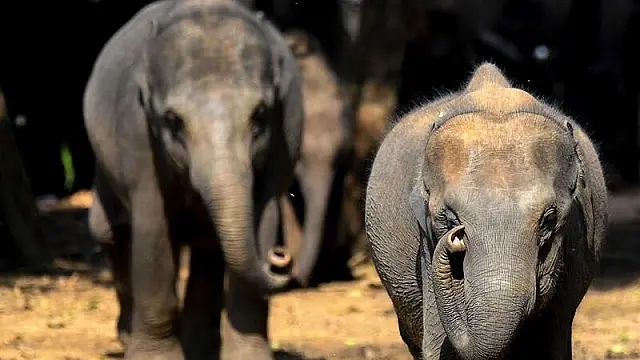 Elefantes morrem após comer lixo plástico em aterro