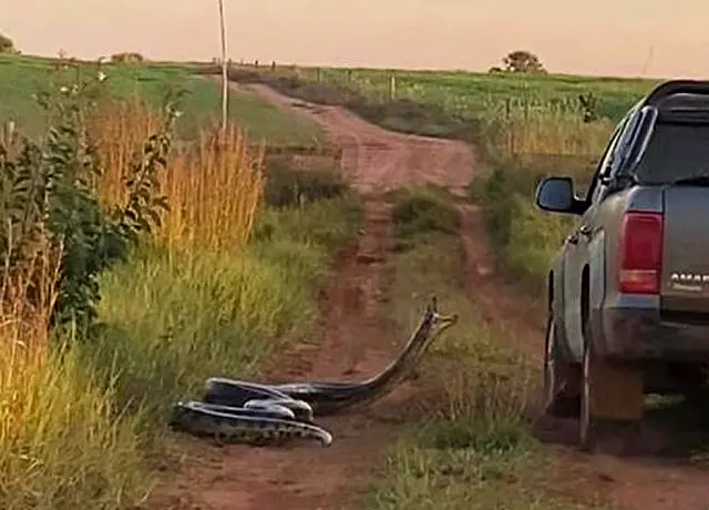 Pecuarista encontra cobra de 7 metros em fazenda e animal tenta 'dar bote' em caminhonete