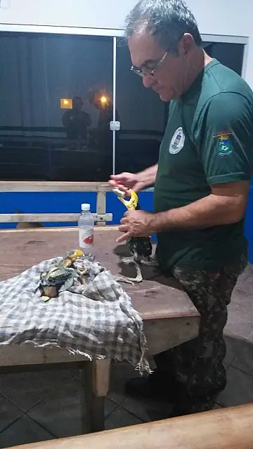 PMA resgata filhotes de tucano abandonados no ninho em empresa