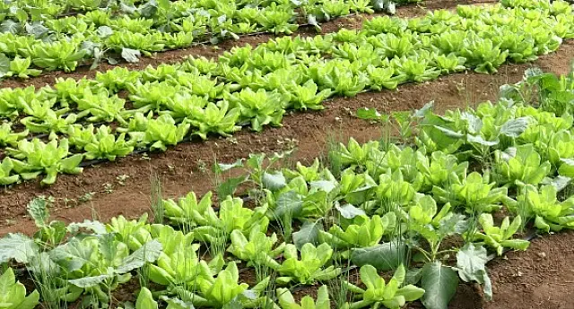 Preço da batata e da alface caiu em março