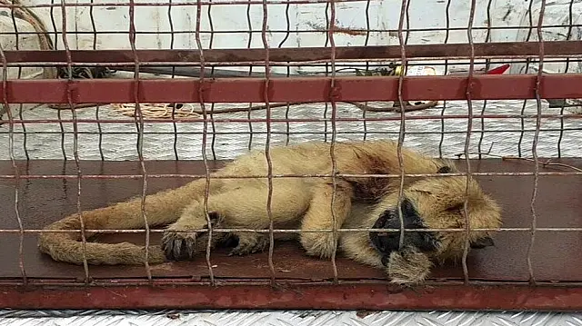 Macaco gravemente ferido é resgatado em praça de Bonito