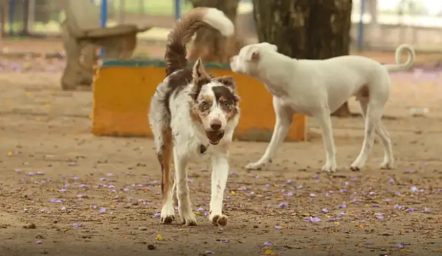 Corumbá registra 396 atendimentos de bem-estar animal e intensifica castrações em 2025
