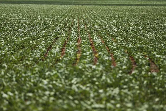 PIB do agronegócio deve fechar ano em queda, mas com boa perspectiva para 2018