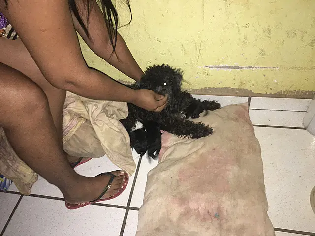 Homem chuta cadela, agride policiais e acaba detido