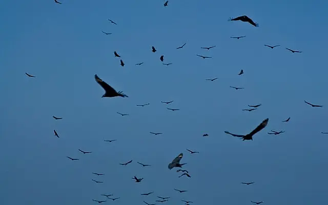 Urubus sobrevoam chácara e proprietário descobre vaca carneada por ladrões