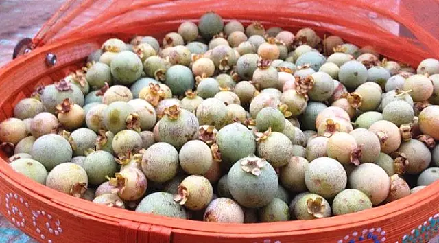 Abril terá o primeiro Seminário Estadual sobre a guavira