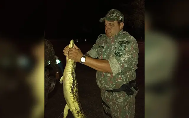 Polícia Militar Ambiental de Miranda captura jacaré de 1,5 metro em bairro