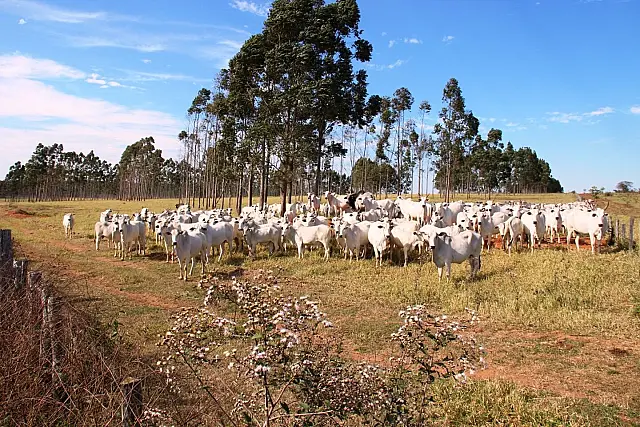 Governo divulga nota técnica para pecuaristas após morte de gado em MS