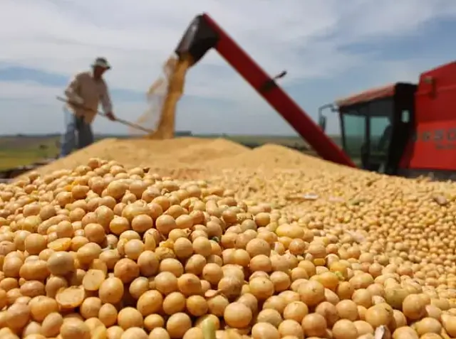 Exportação de soja em MS cai 14,29% em 2024