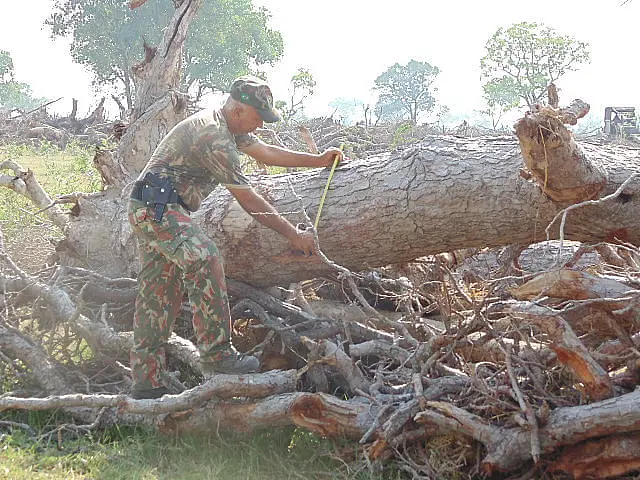 Fazendeiro é multado em R$ 1,5 milhão por desmatar no Pantanal