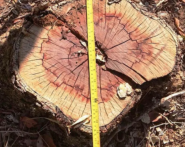 PMA autua fazendeiro por derrubada de árvores para a exploração da madeira