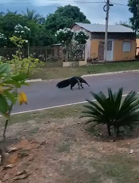 Tamanduá Bandeira "passeia" pelas ruas de Piraputanga
