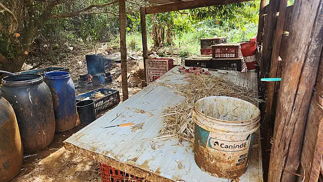 Polícia Civil fecha abatedouro clandestino de frangos em Campo Grande