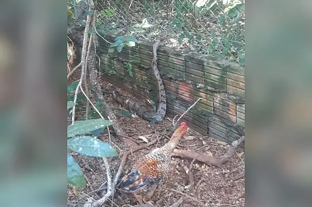 Jiboia aparece faminta e devora galinhas em chácara de Campo Grande