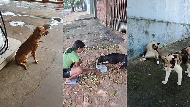 ONG de animais em Aquidauana acumula dívida em R$ 15 mil e abre campanha