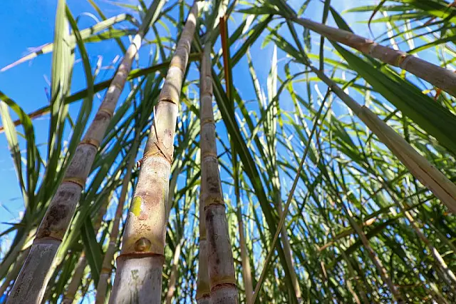 MS reduz ICMS das sucroenergéticas para 1,8%; gigante anuncia planta