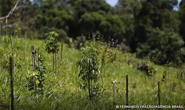 Cerrado registra queda de 25,76% no desmatamento em 2024