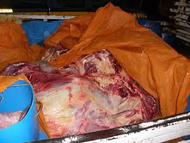 PRF flagra transporte irregular de 200 quilos de carne bovina na BR-262