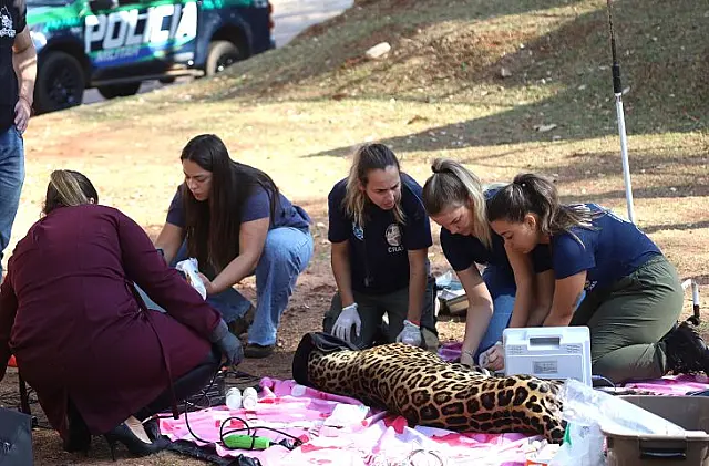 Onça-pintada Miranda passa pelos primeiros exames e continua em tratamento
