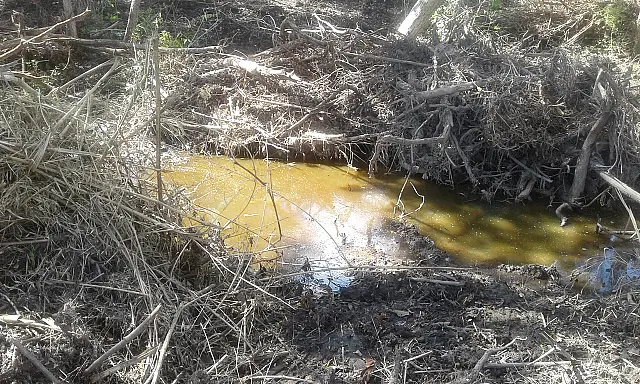 Pecuarista é multado em R$ 37 mil por desmatamento