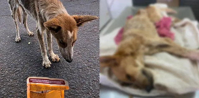 Mulher é autuada por deixar cachorro morrer por desnutrição