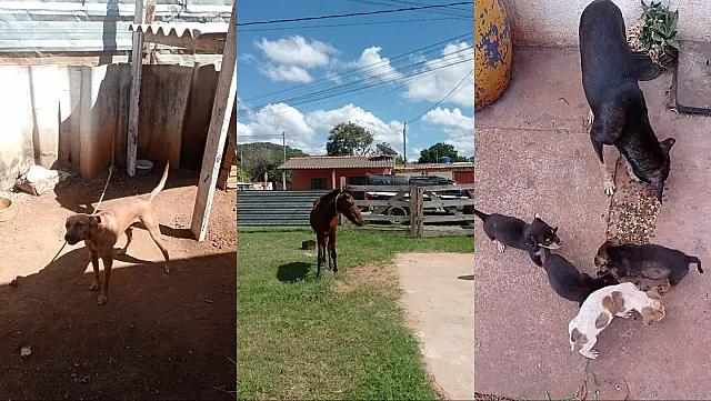 Quatro animais são resgatados de maus-tratos em bairros de Corumbá