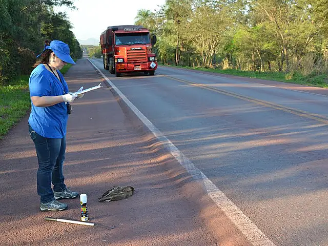 Mais de 20 animais são atropelados por semana entre Corumbá e Anastácio