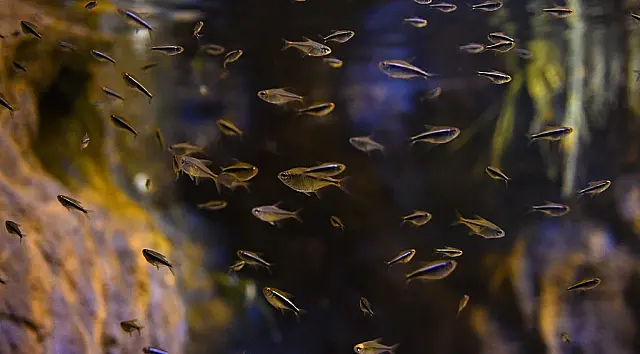Reprodução de peixes no Bioparque poderá salvar espécies ameaçadas em MS