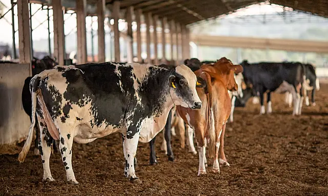 Mato Grosso do Sul terá vacinação de búfalos e gado a partir de hoje
