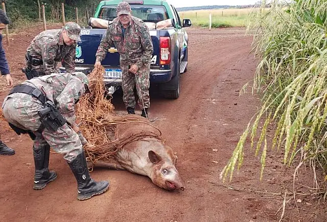Anta de 250kg é capturada dentro de propriedade particular