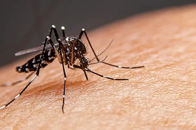 Após 15 anos sem epidemias, Fiocruz detecta casos de dengue tipo 3 no Brasil