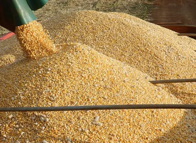 Governo de MS flexibiliza regras da paridade nas exportações do milho