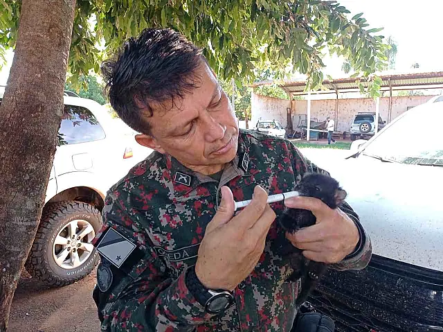 Filhote de lobinho que perdeu a mãe durante atropelamento é resgatado