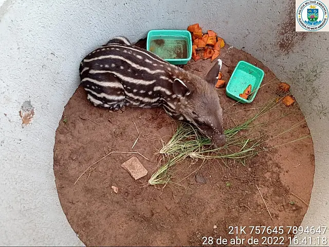 Ferida, filhote de anta é resgatada em assentamento