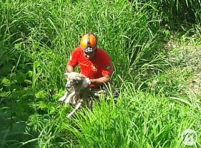 Sumido por 2 dias, cãozinho cego é resgatado em ribanceira