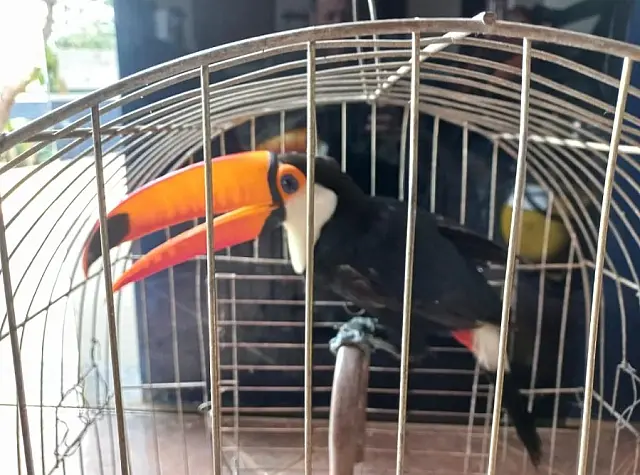 PMA resgata tucano de residência com asa quebrada