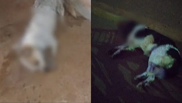 Polícia abre inquérito para investigar mortes de cães no bairro de Maracaju