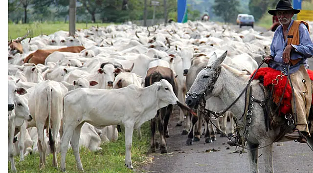 Iagro alerta para casos de raiva em Aquidauana e pede que rebanhos sejam vacinados