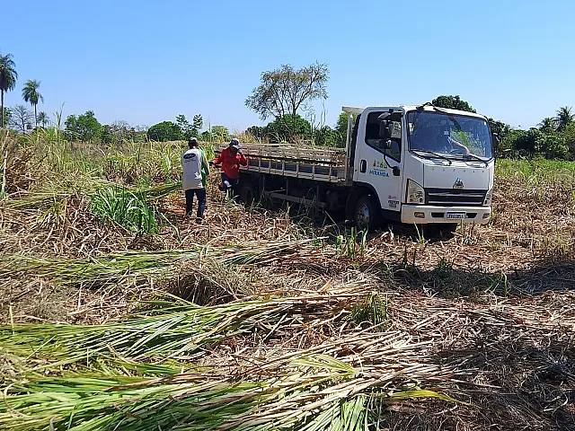 Seca: pequenos produtores de Miranda recebem apoio para alimentar rebanhos
