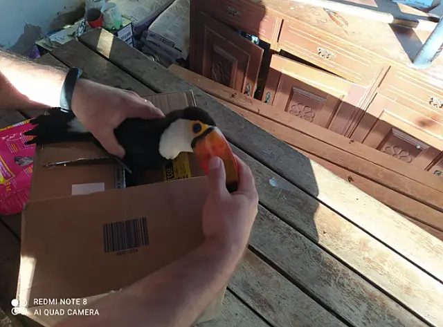 Policiais resgatam tucano que corria risco de ser atropelado