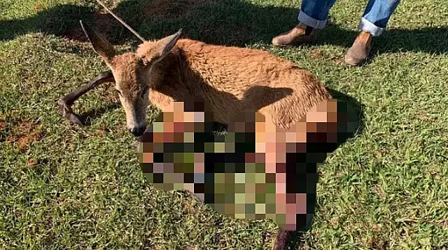 Cervo morre após sofrer ataque de cães