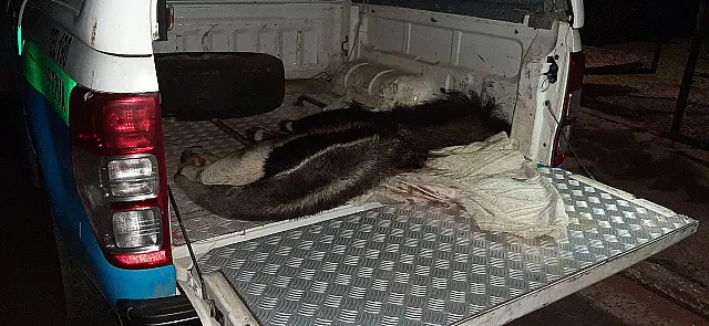 Tamanduá é resgatado em estado grave após atropelamento na MS-080