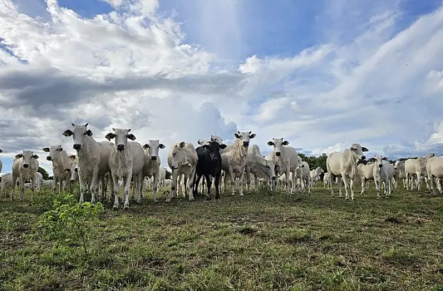 MS avança com políticas públicas para recuperação de pastagens