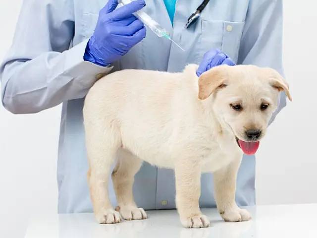 Em Aquidauana, campanha de vacinação de cães e gatos termina na quinta-feira