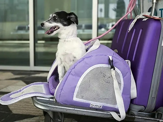 Deputados aprovam regras para transporte de animais domésticos