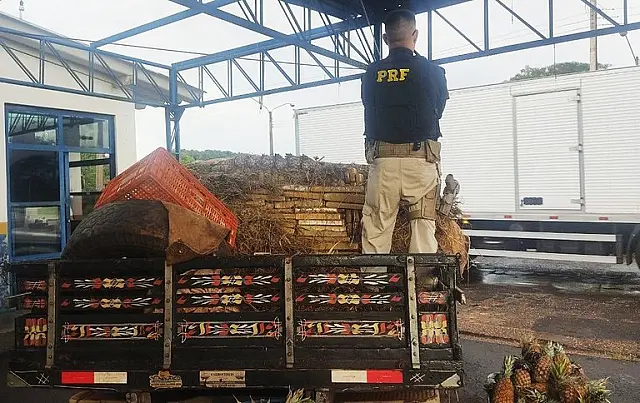 PRF apreende droga camuflada em carga de abacaxi