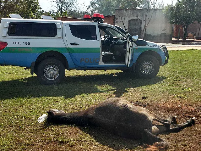 PMA autua homem pela segunda vez em 2 anos por abandonar animal que morreu