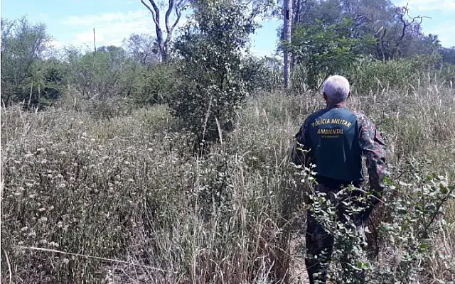 PMA identifica desmatamento feito em 2015 e fazendeiro é multado